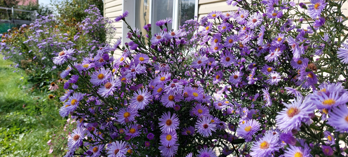 Прямо заросли их повсюду вокруг дома... И пчел домашних и диких на них очень много.