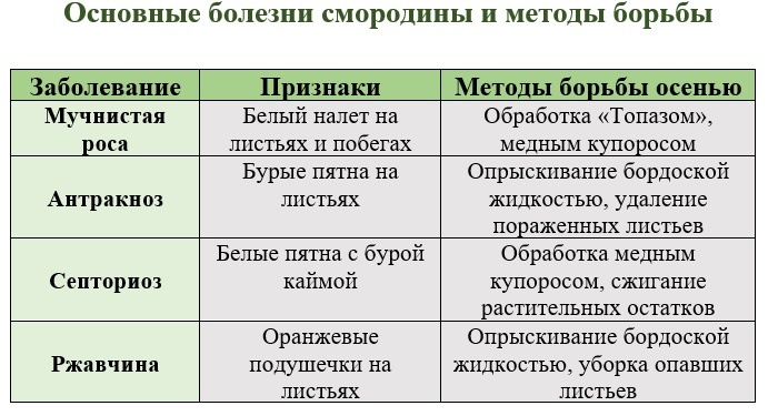 Методы борьбы с болезнями смородины