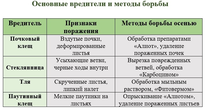 Методы борьбы с основными вредителями смородины