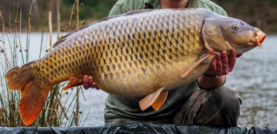 Осенняя рыбалка: секреты успешной ловли карпа