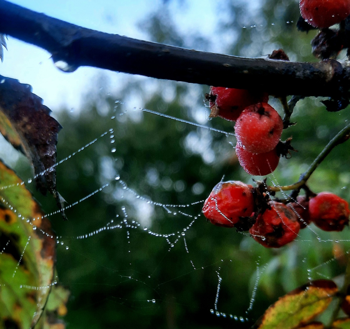 Фото автора. Паутинка в бриллиантах росы! Пока я пристраивалась для лучшего ракурса, ветерок порвал эту хрупкую красоту. 
