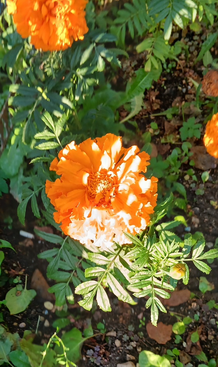 Самые стойкие осени царицы.