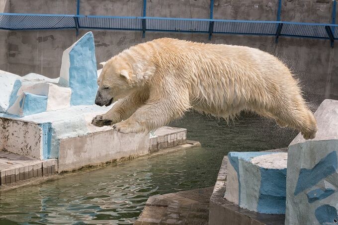    Фото: пресс-служба, источник: vk.com/novosibirsk_zoo