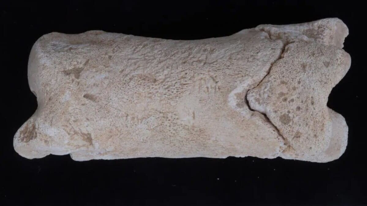    Перфорированная коровья кость, которую в Египте использовали в качестве свистка / © Michelle Langley, International Journal of Osteoarchaeology