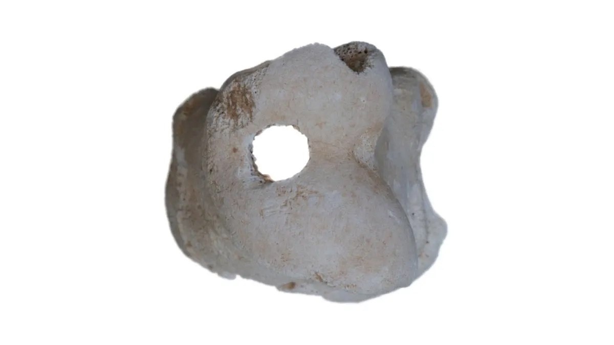    Отверстие в древнем костяном свистке, найденном в Египте / © Michelle Langley, International Journal of Osteoarchaeology