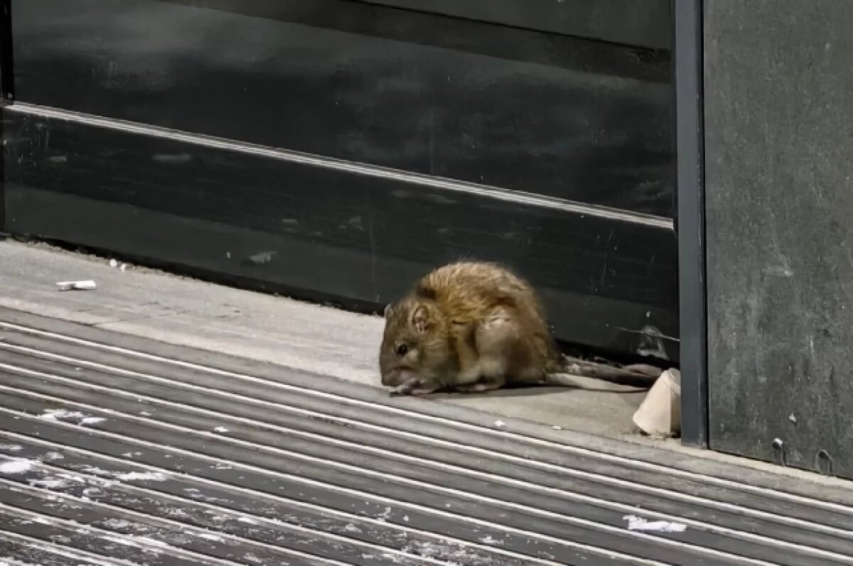    В корпусе Пермского медуниверситета заметили крысу, бегающую по аудиториям