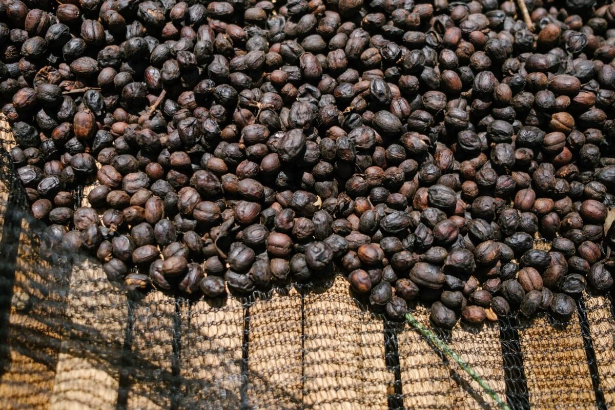 Правильная сушка формирует приятный аромат и продлевает срок хранения кофе