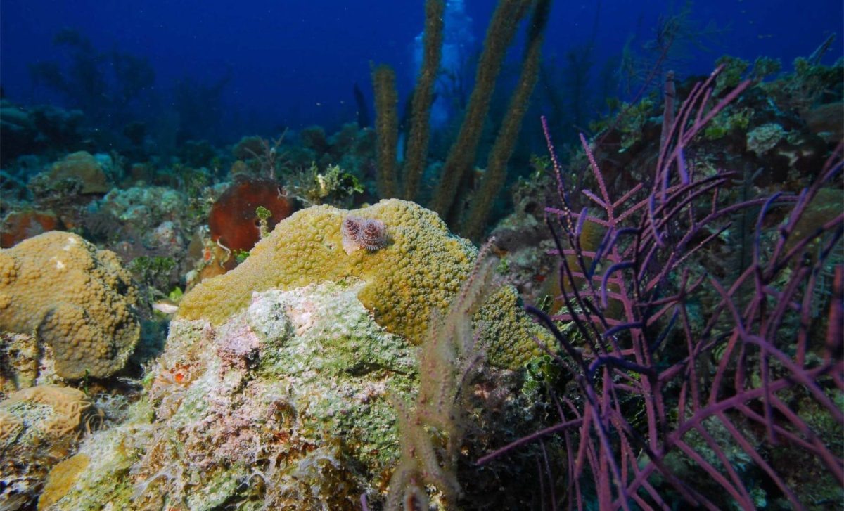    Паланкарский риф, Козумель / © shutterstock, Mike Bauer