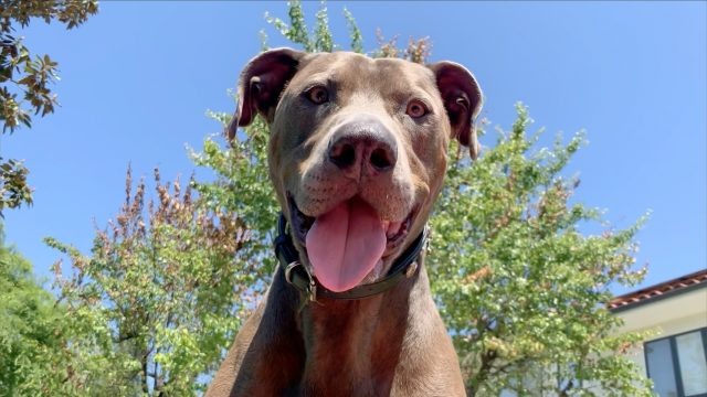    Собака. Фото: Getty Images