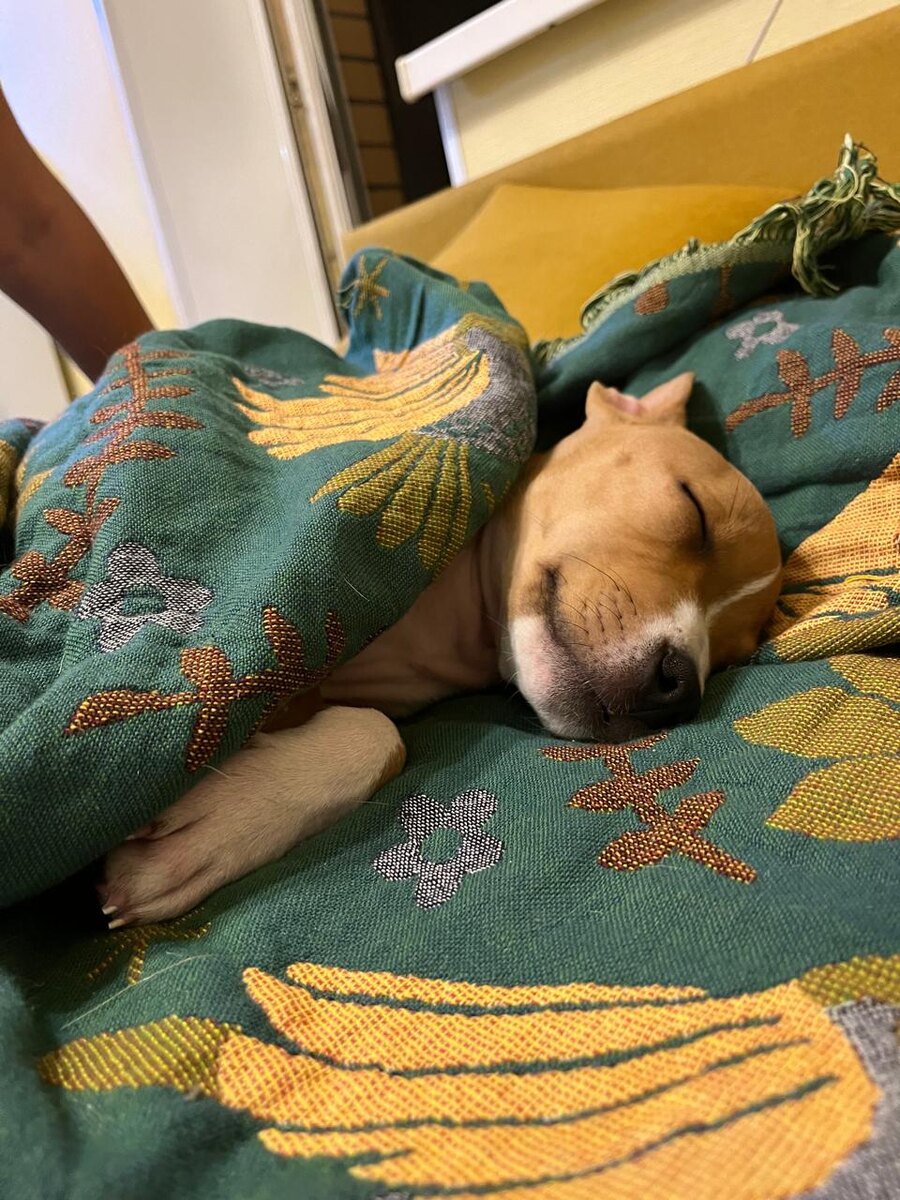 Две недели дома