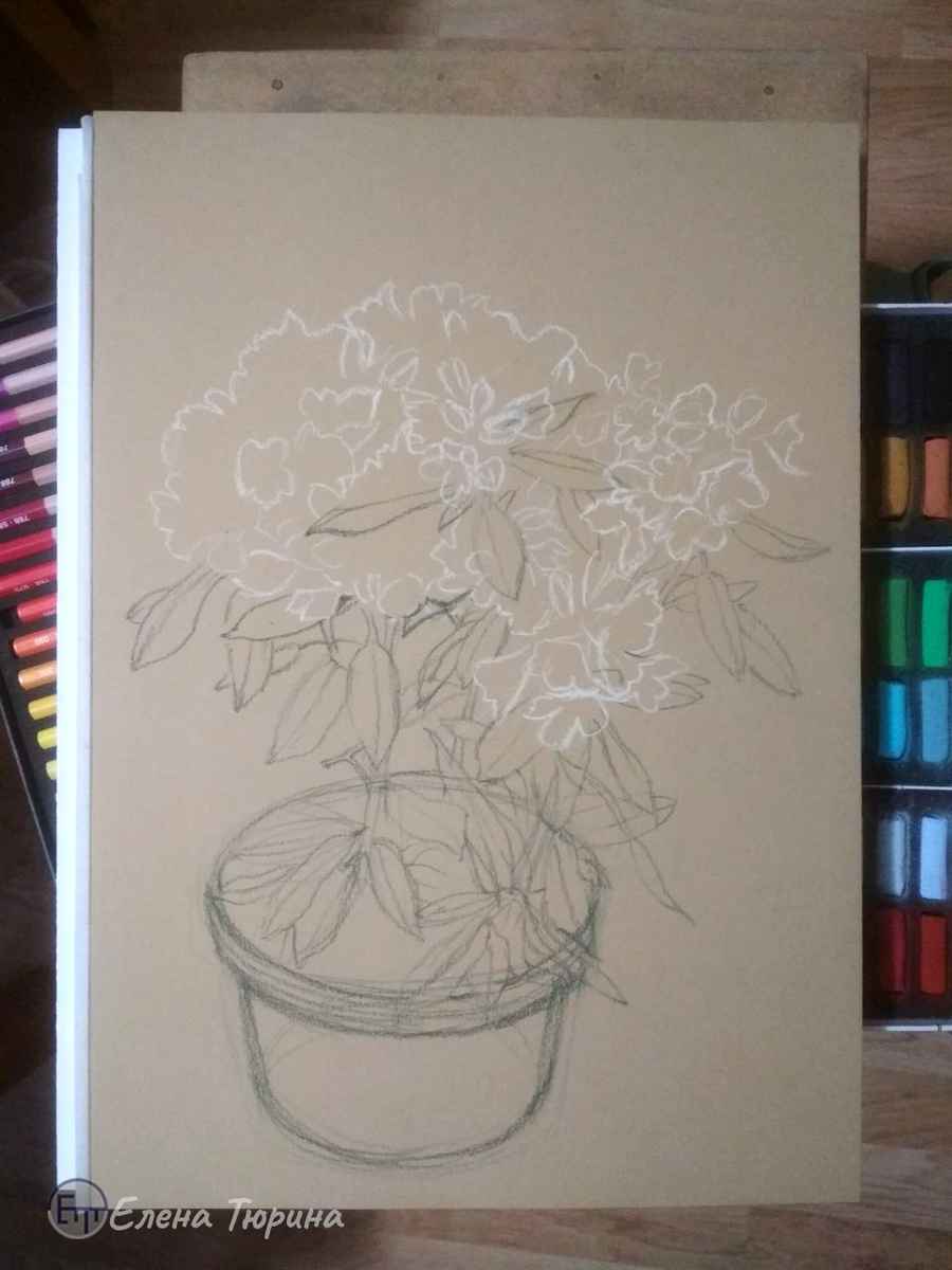 Художник Елена Тюрина. Этап I. Рисунок. "Рододендрон". Бумага. Сухая пастель. 2025 г. Размер: 42 х 29 см.