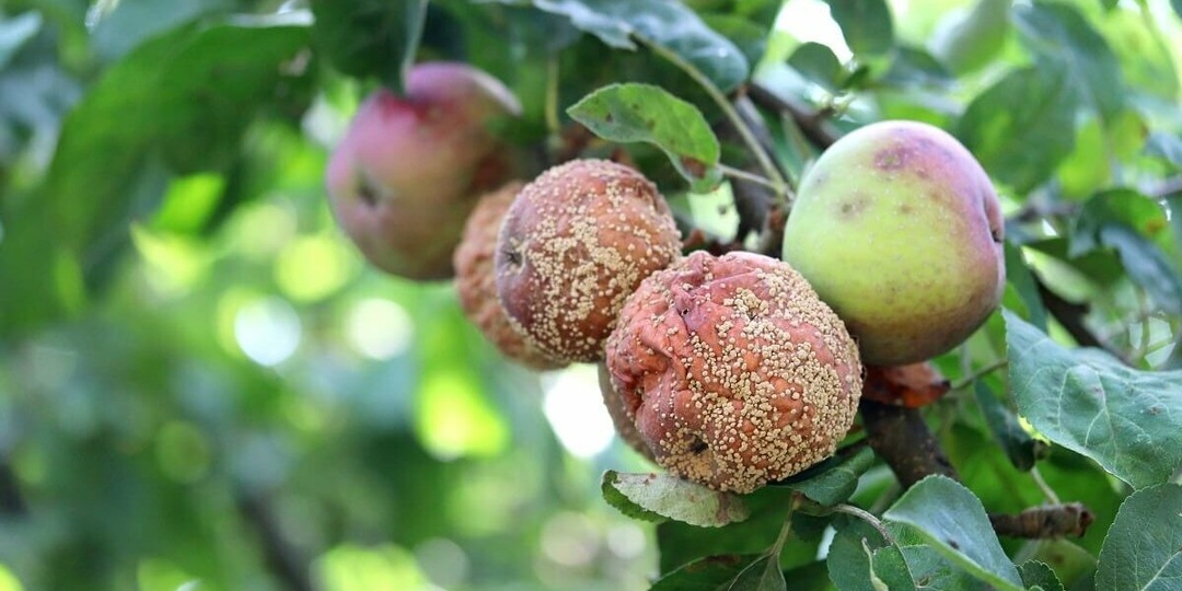 Обязательная обработка сада от монилиоза (плодовой гнили) осенью