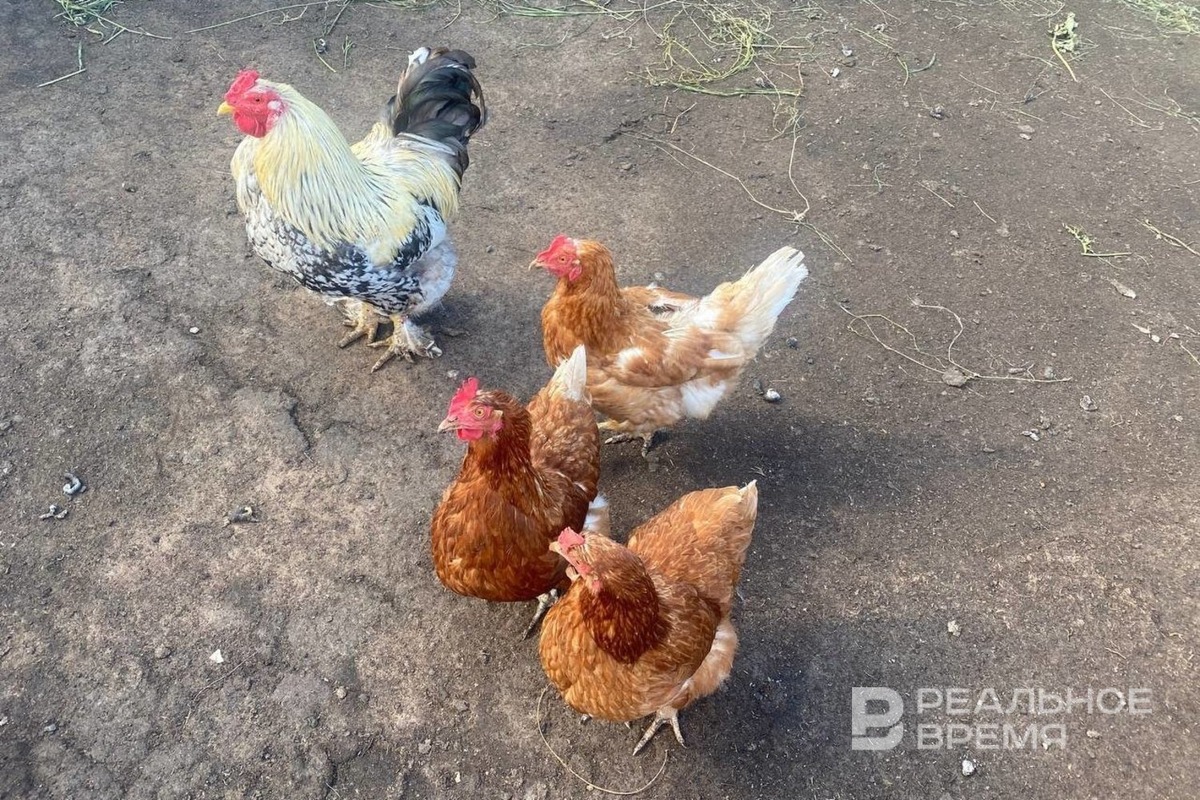   Реальное время / realnoevremya.ru