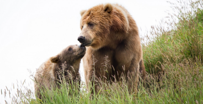 Трудно понять, почему за раненого ребёнка медведица решила отомстить беззащитным женщинам / Фото: pxhere.com