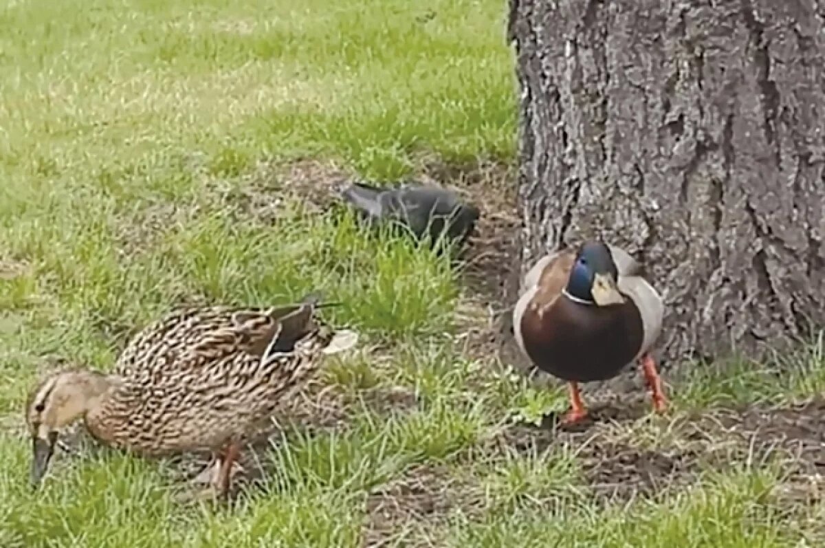    Нередко птицы заходят в центр города.