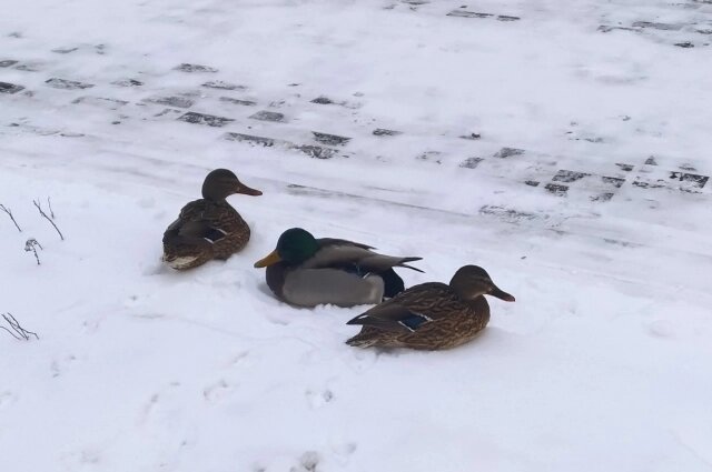    На зиму утки тоже остаются в Красноярске. Фото: АиФ/ Татьяна Бахтигозина
