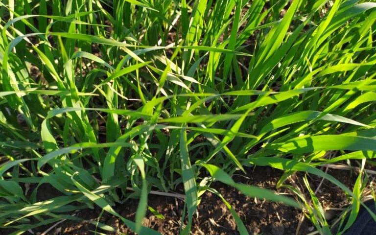 Ячмень в качестве сидерата. Фото из открытых источников