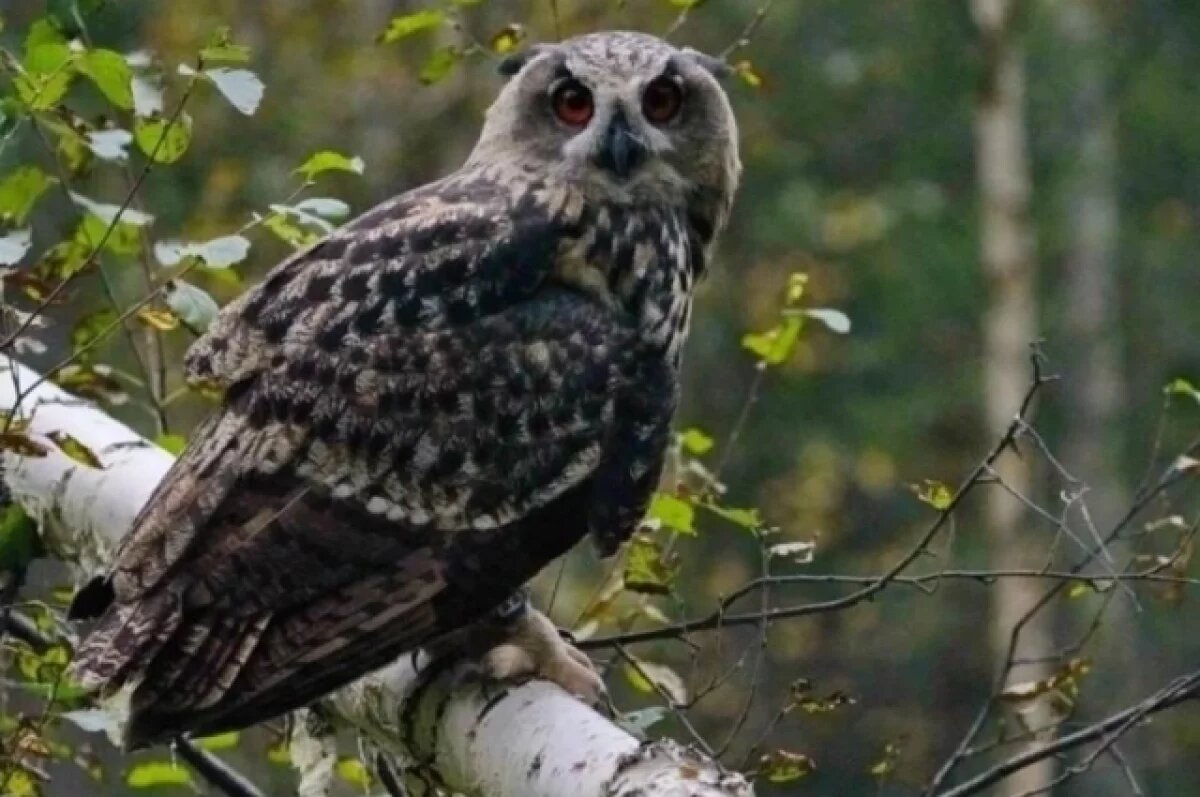    Краснокнижных филинов выпустили в леса Свердловской области