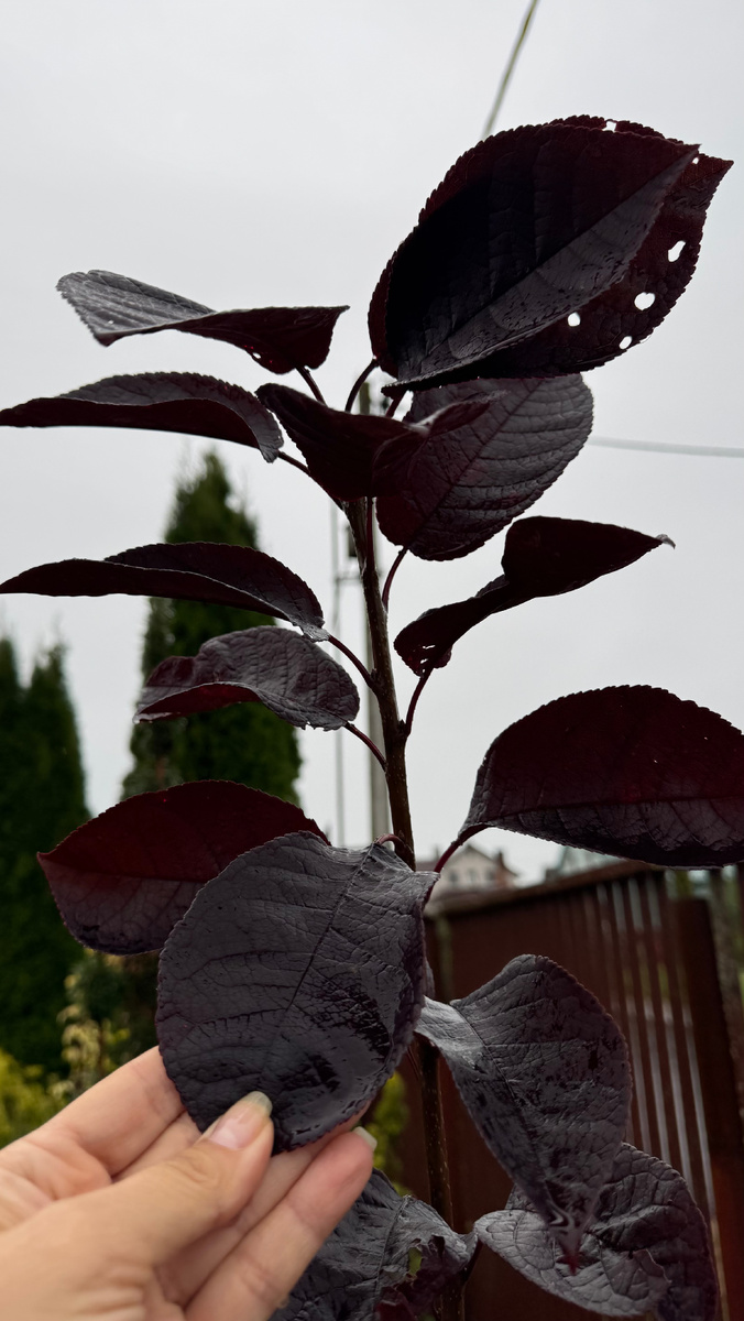 Черемуха Шуберта 