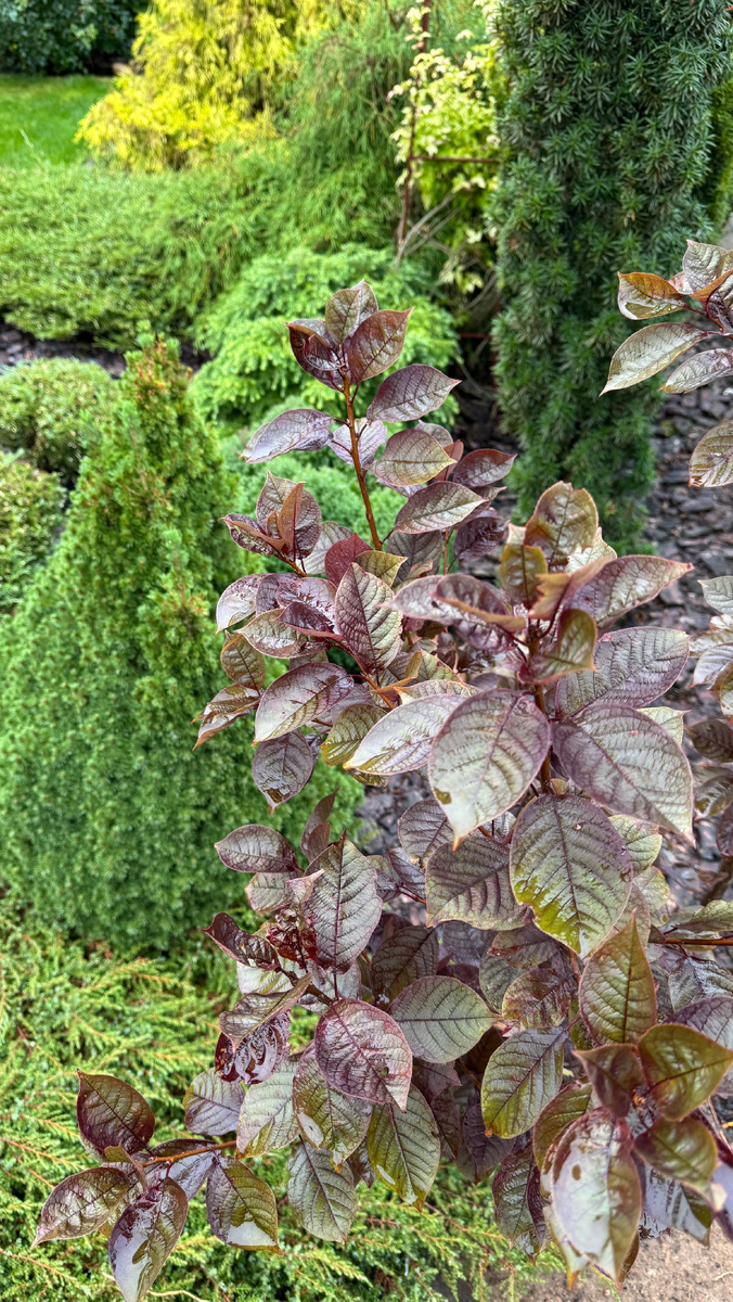 Черемуха Шуберта 