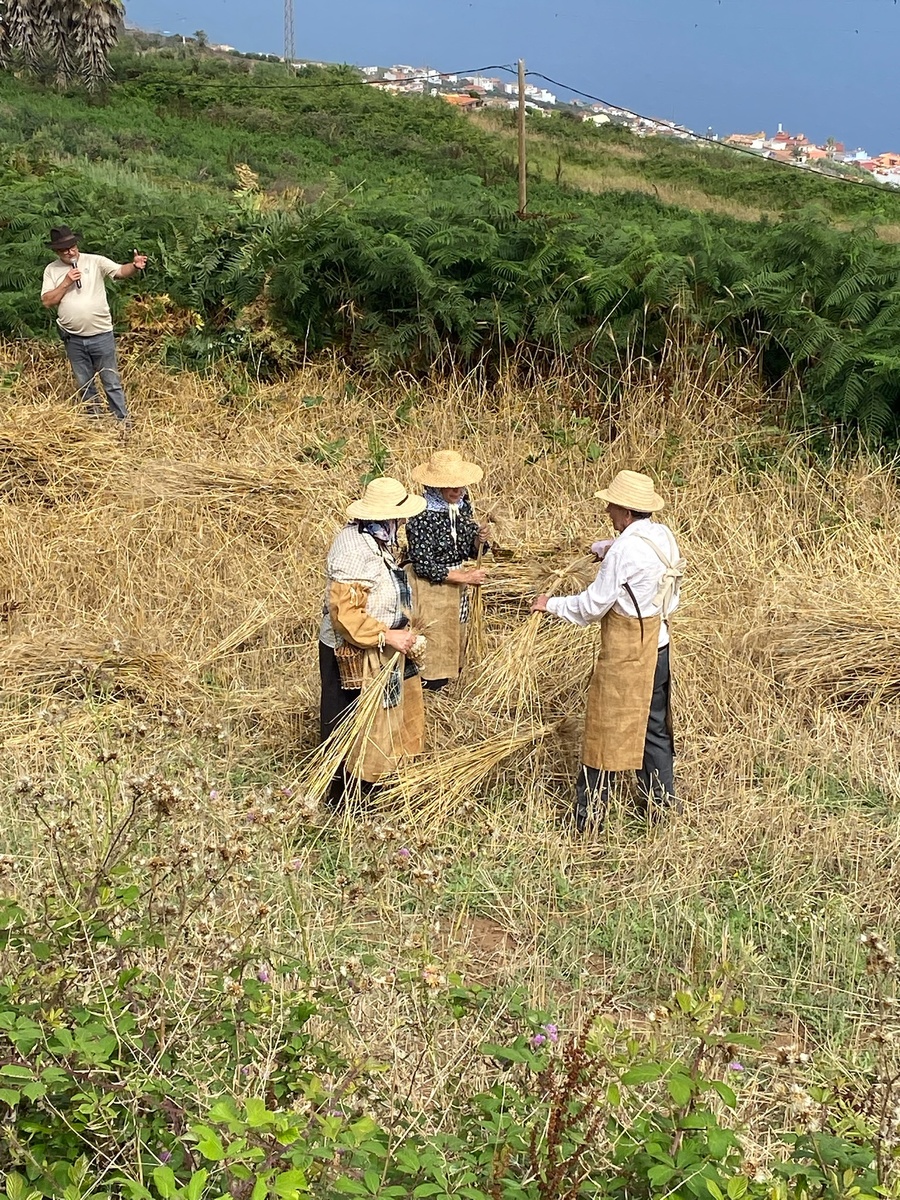  Икод эль Альто. Тенерифе