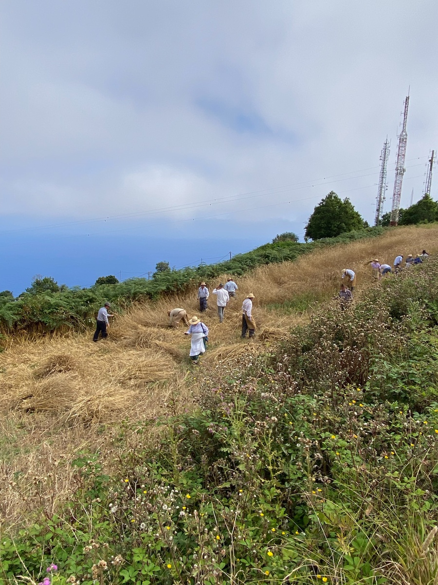 Праздник Урожая в Икод эль Альто. Тенерифе