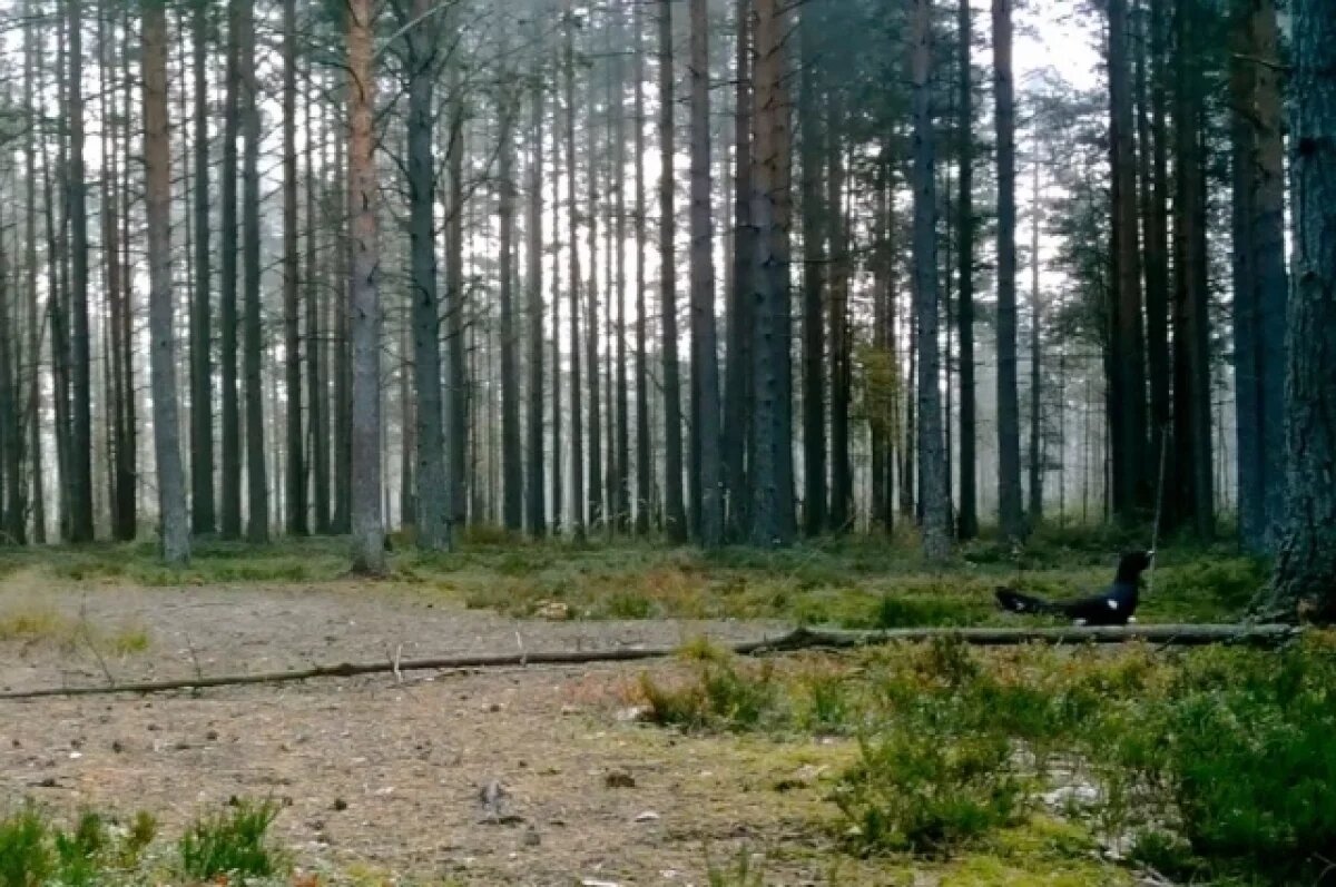    Драку глухарей за камни показали биологи Ленобласти