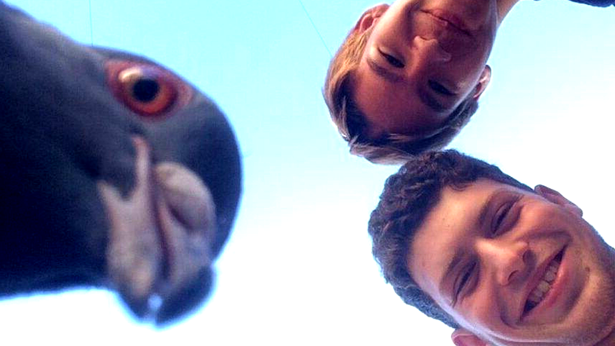 А что тут происходит вообще!? Любопытный голубь. 