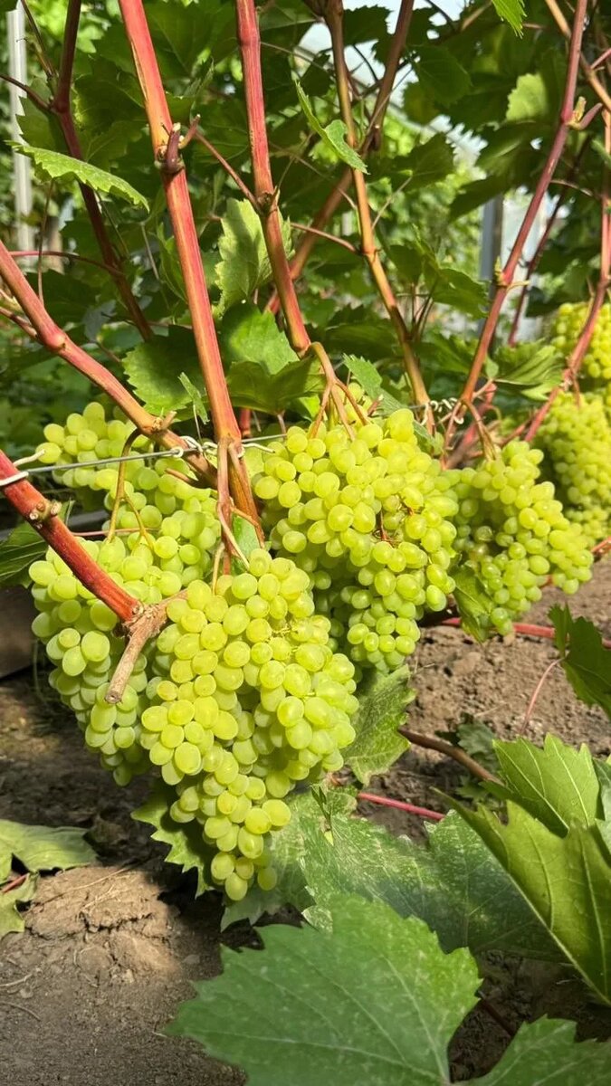    Фото: Сергей Будрис