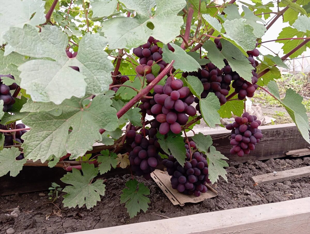    Фото: Сергей Будрис