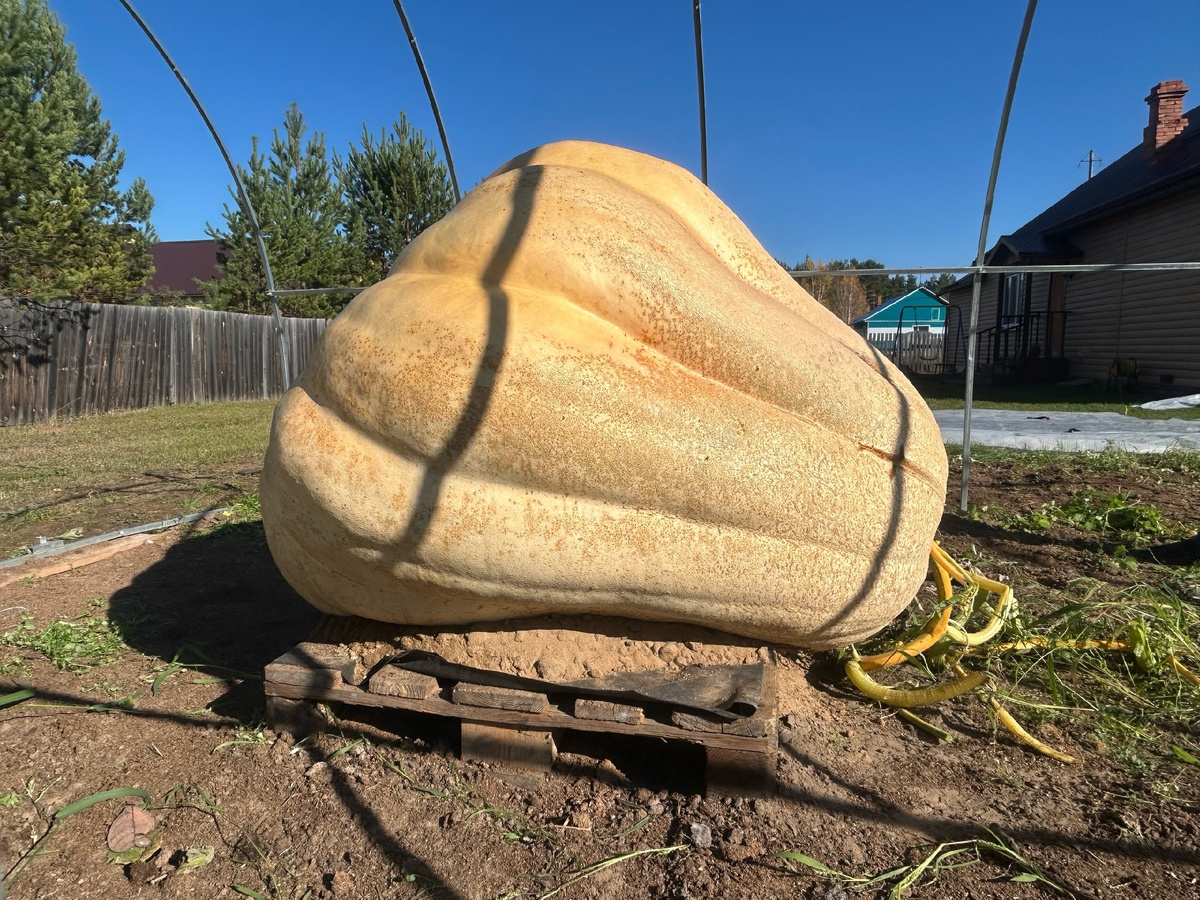 Разбор теплицы