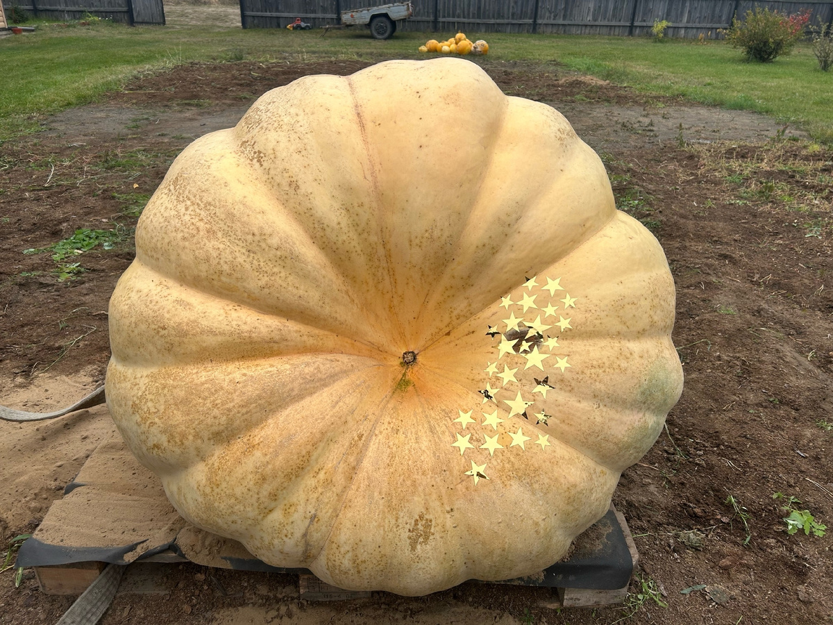 Тыква готова к погрузке на конкурс