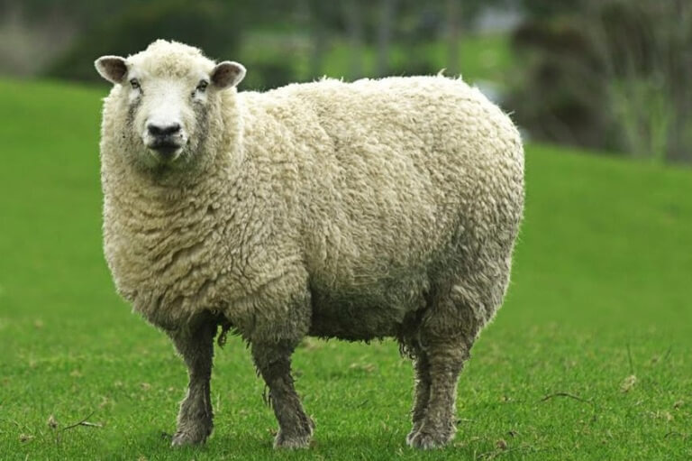 Наша сегодняшняя героиня — очаровательная овечка Долли.