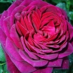 Подарок. Роза графиня фон Ханденберг. Фото из свободного источника