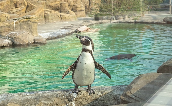 Наш сегодняшний герой во всей своей красе!