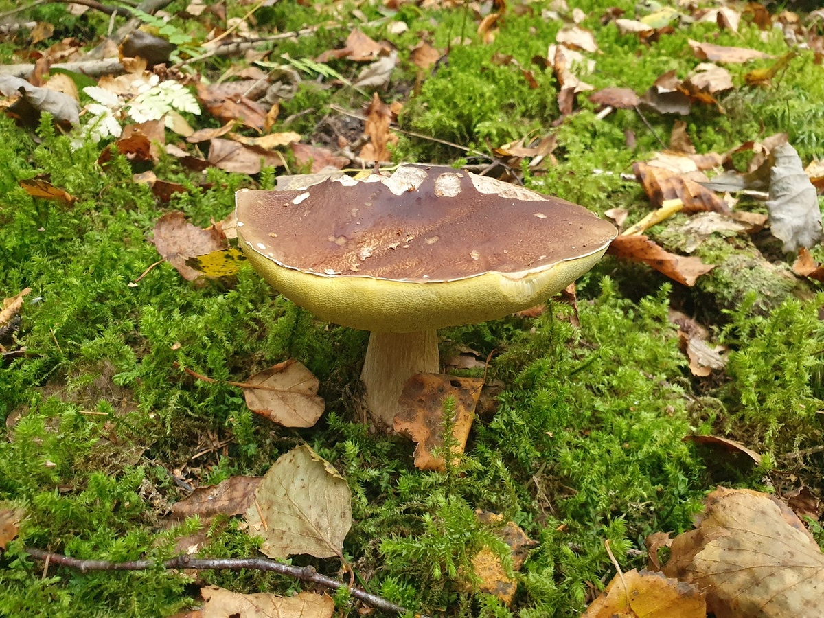 Белый гриб (Boletus edulis)