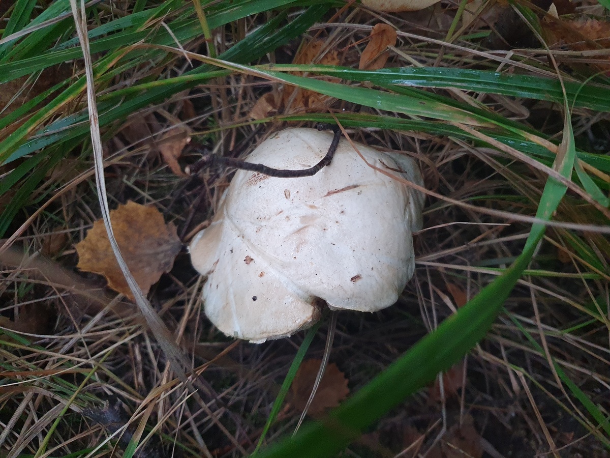 Подосиновик белый (Leccinum percandidum)