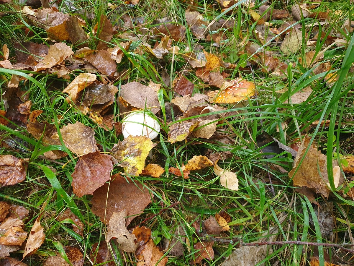 Подосиновик белый (Leccinum percandidum)