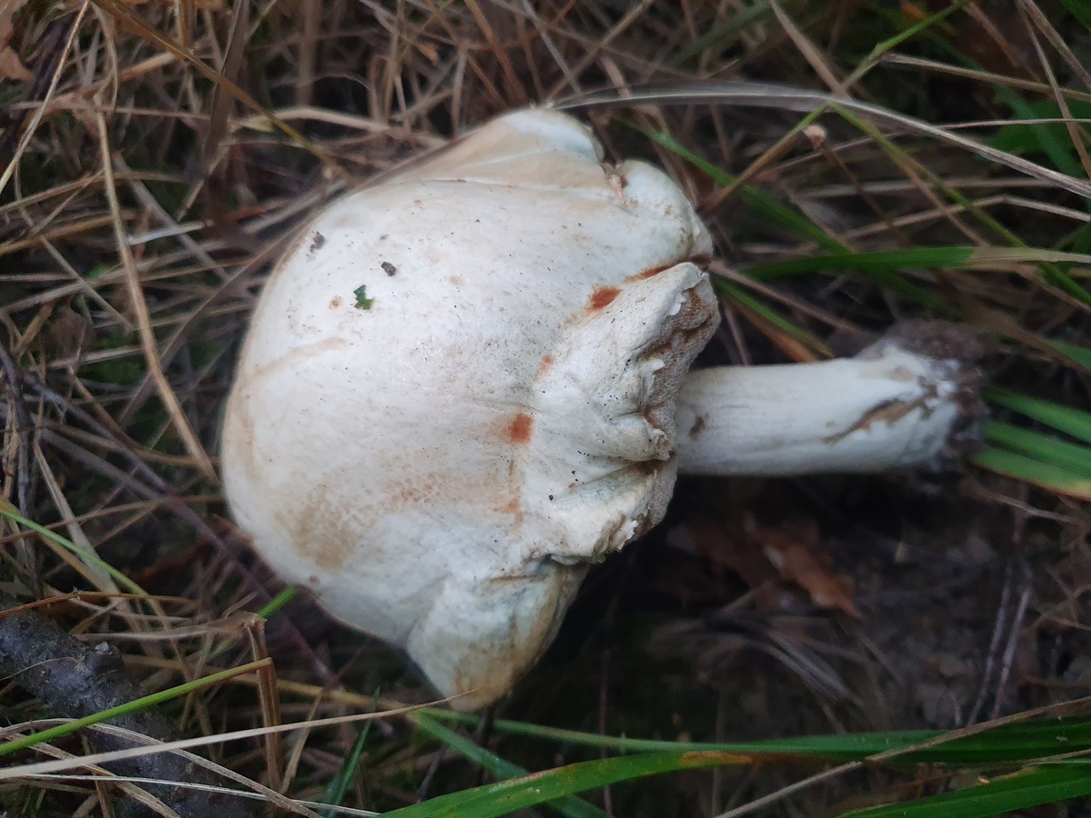 Подосиновик белый (Leccinum percandidum)