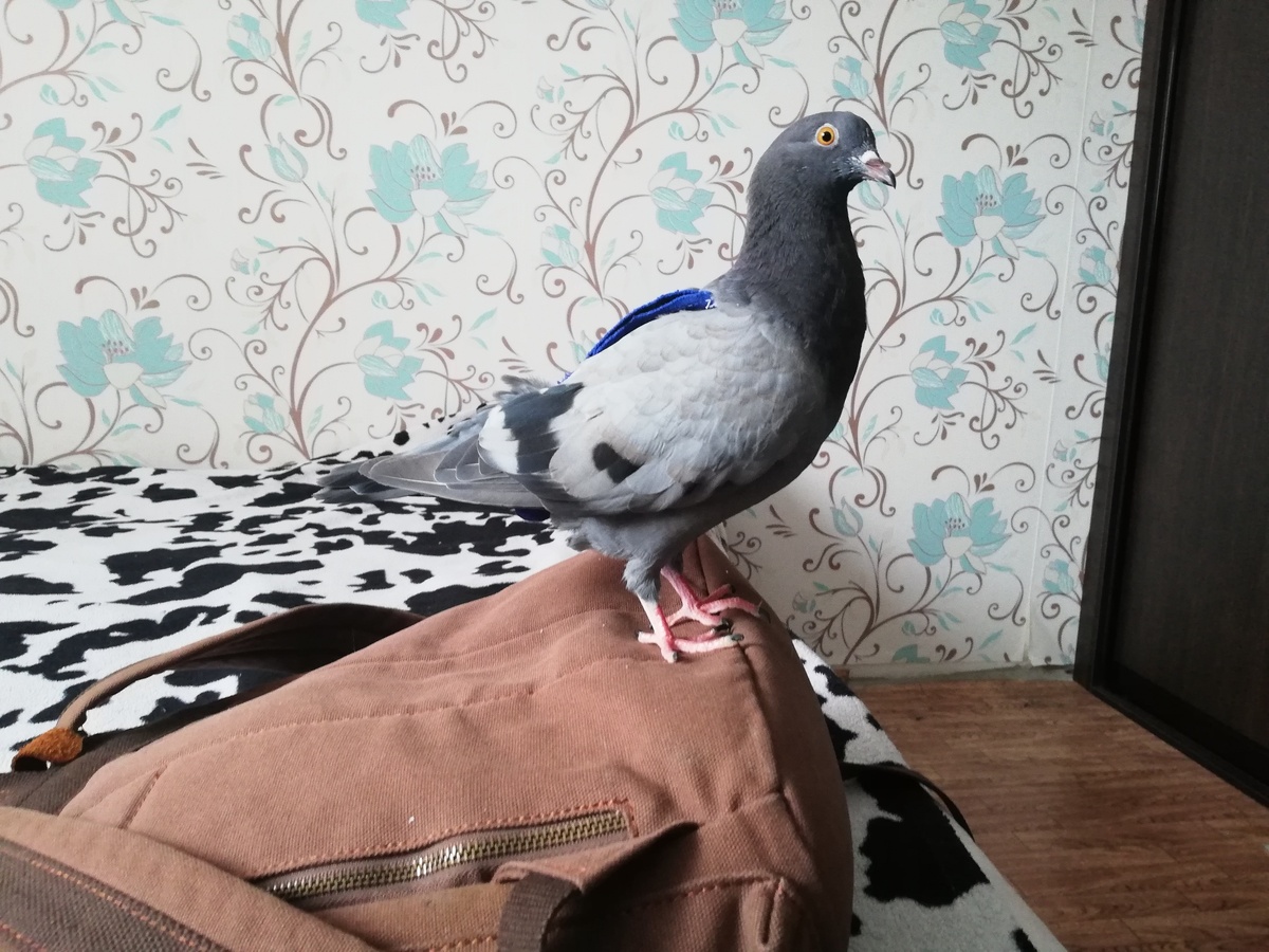 Ваш новый друг заслуживает особенного имени.