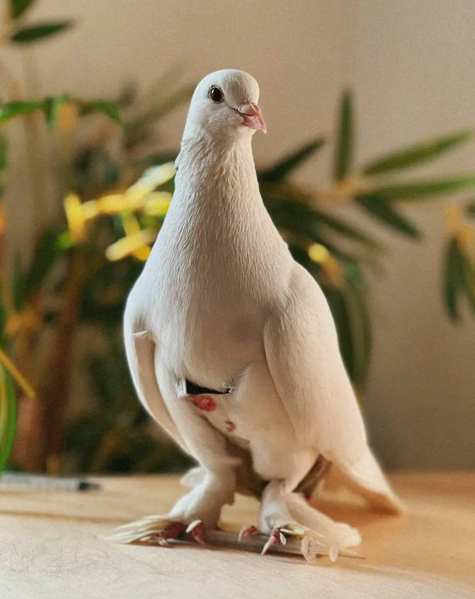 Знакомьтесь, это барон фон Крюгер.