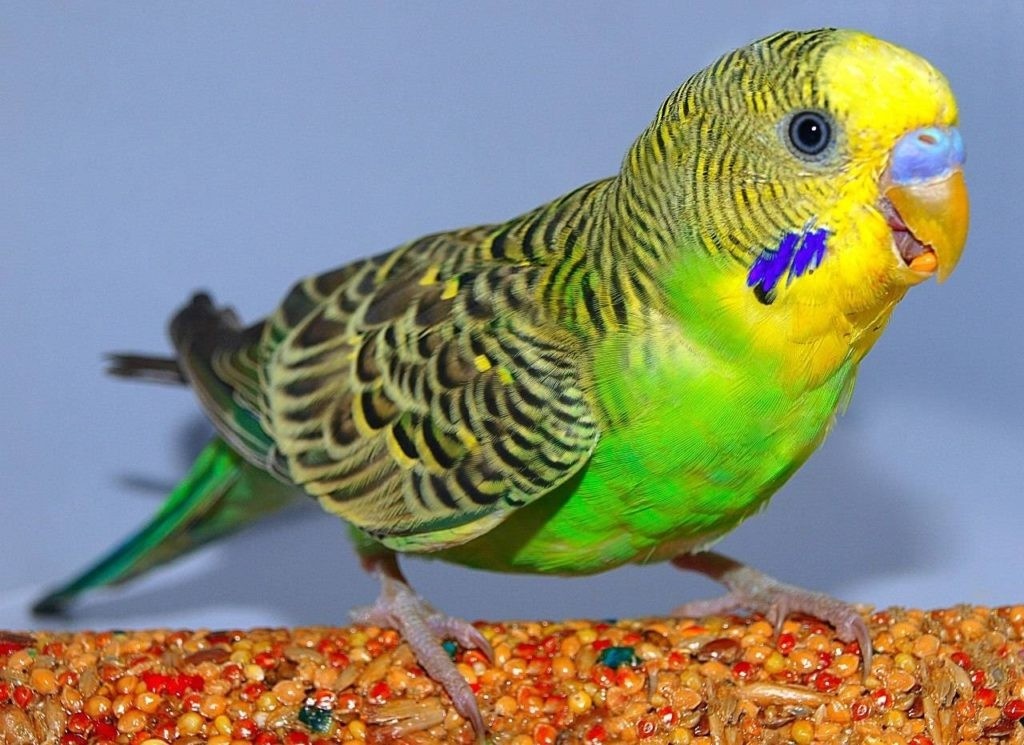 Гоша готов поболтать о чем угодно!