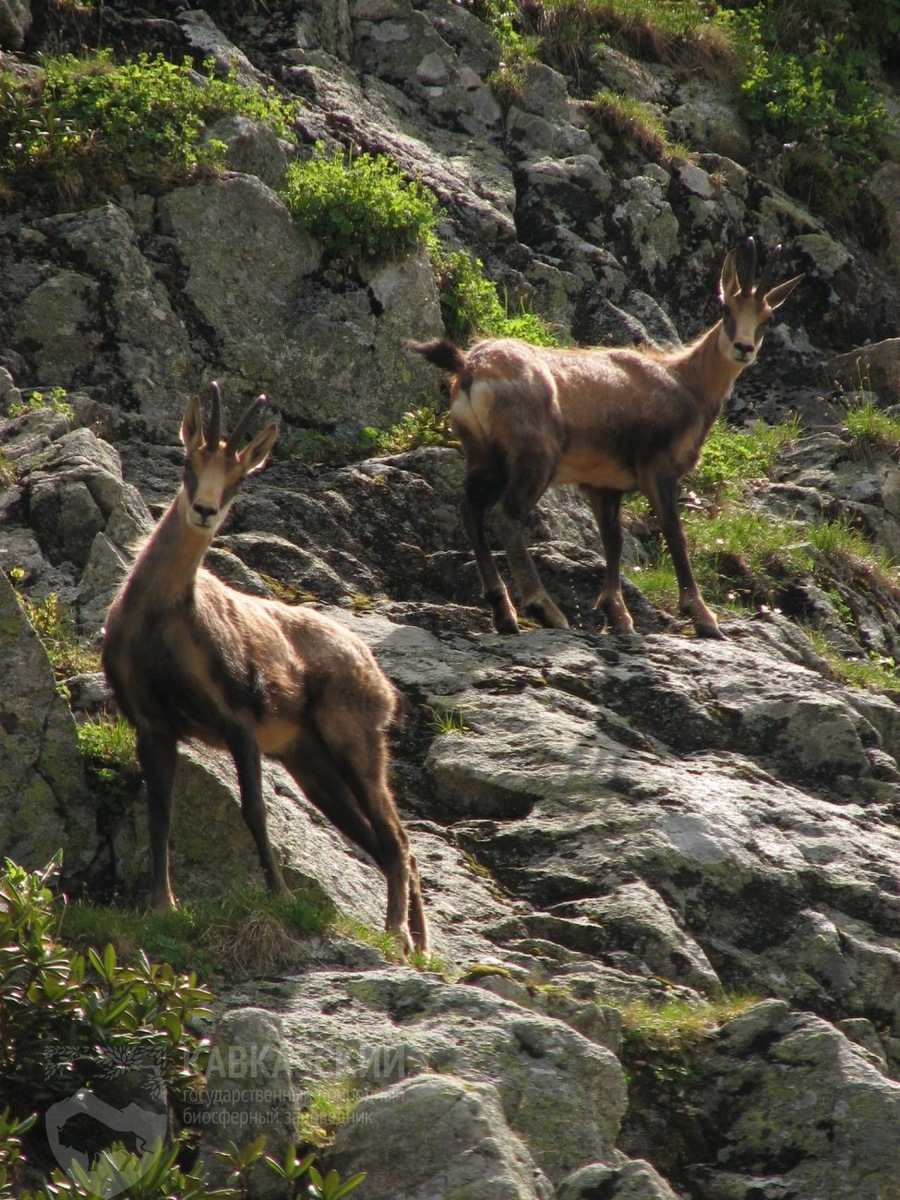    Фото: пресс-служба Кавказского заповедника