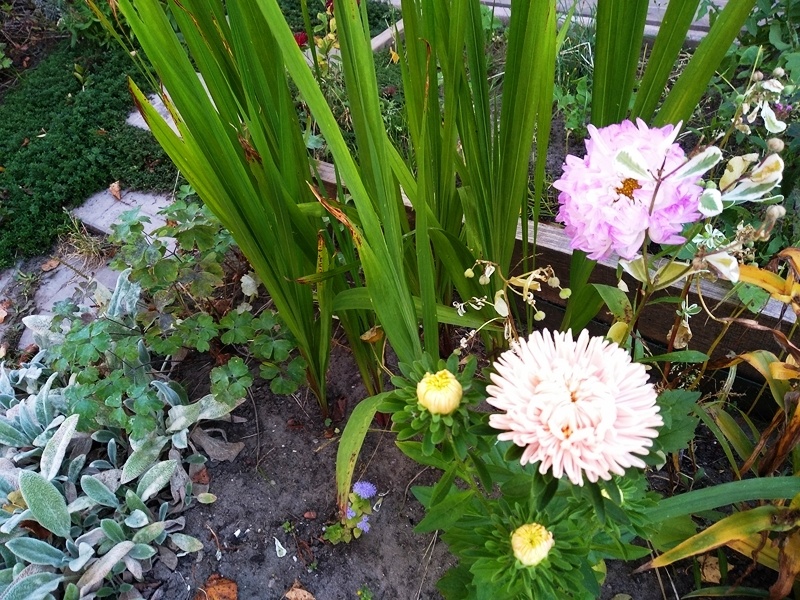 Слева от душистого гладиолуса растёт аквилегия, справа астры и молчай окаймлённый
