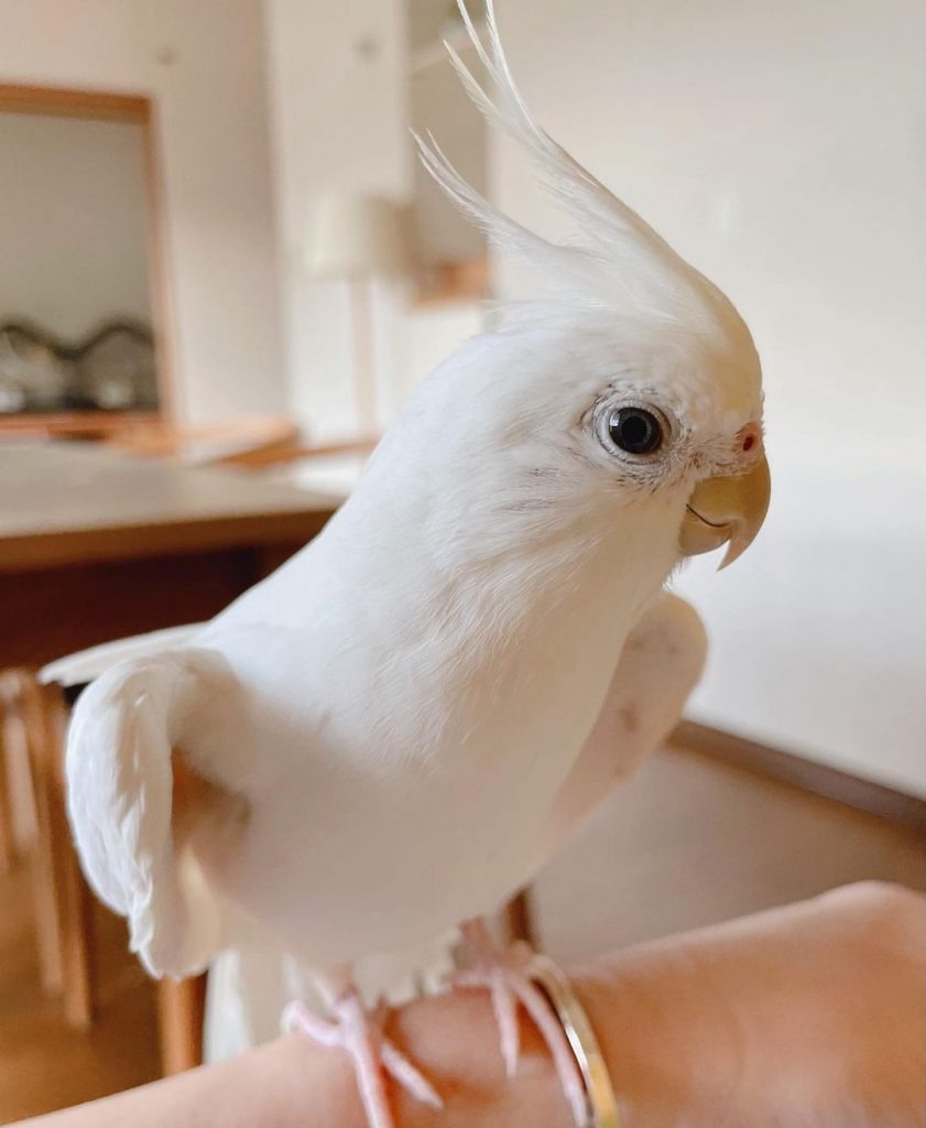 Жемчужинка — идеальное имя для такой красавицы.