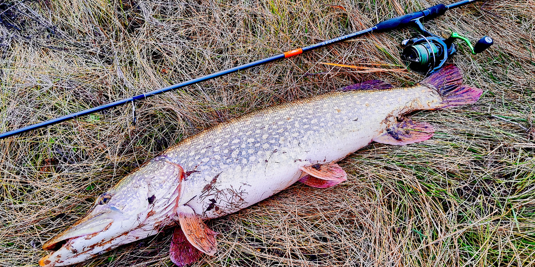 Правда или нет, что мясо крупной рыбы несъедобно!?