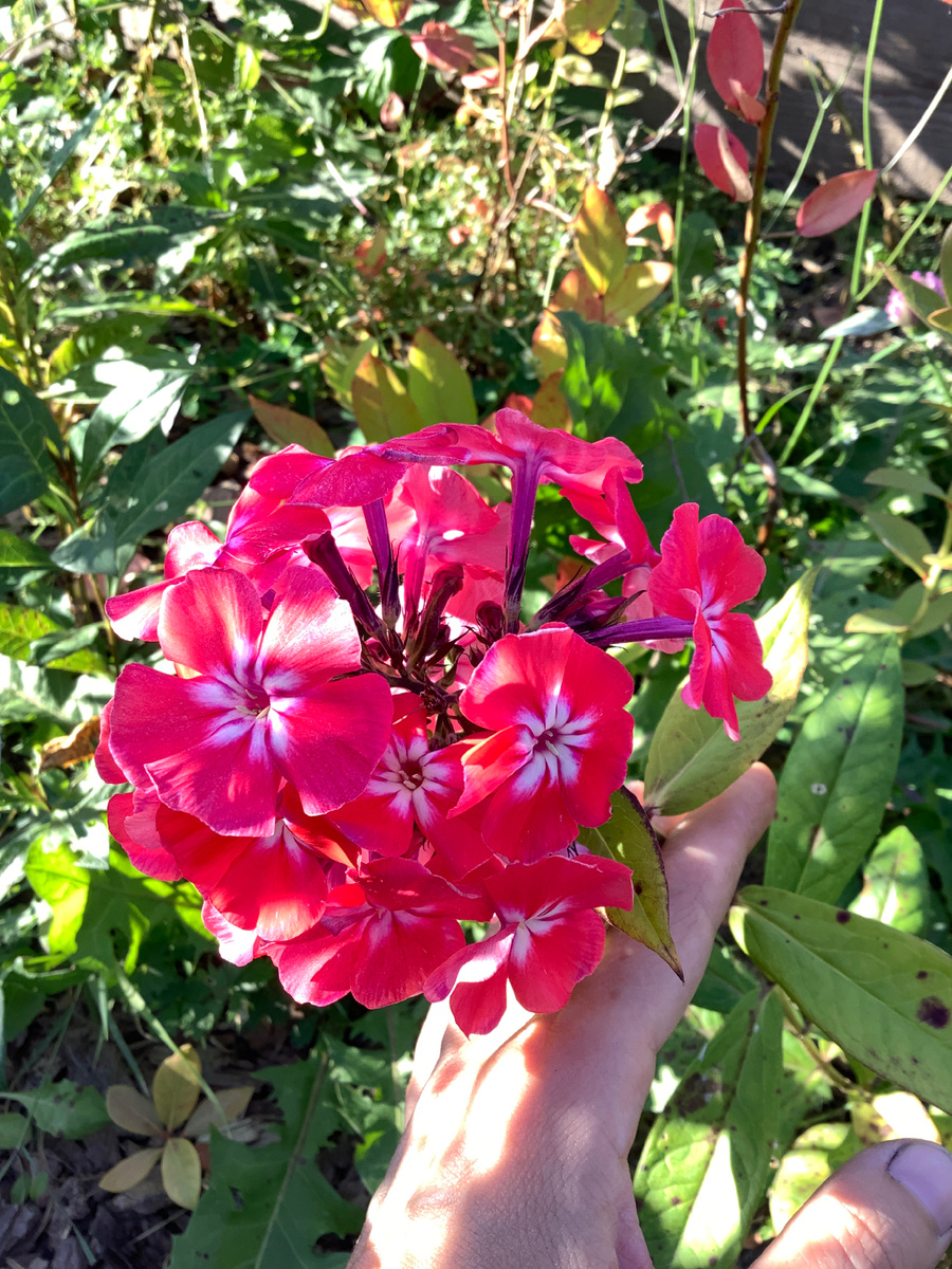 Флокс Салман Глоу