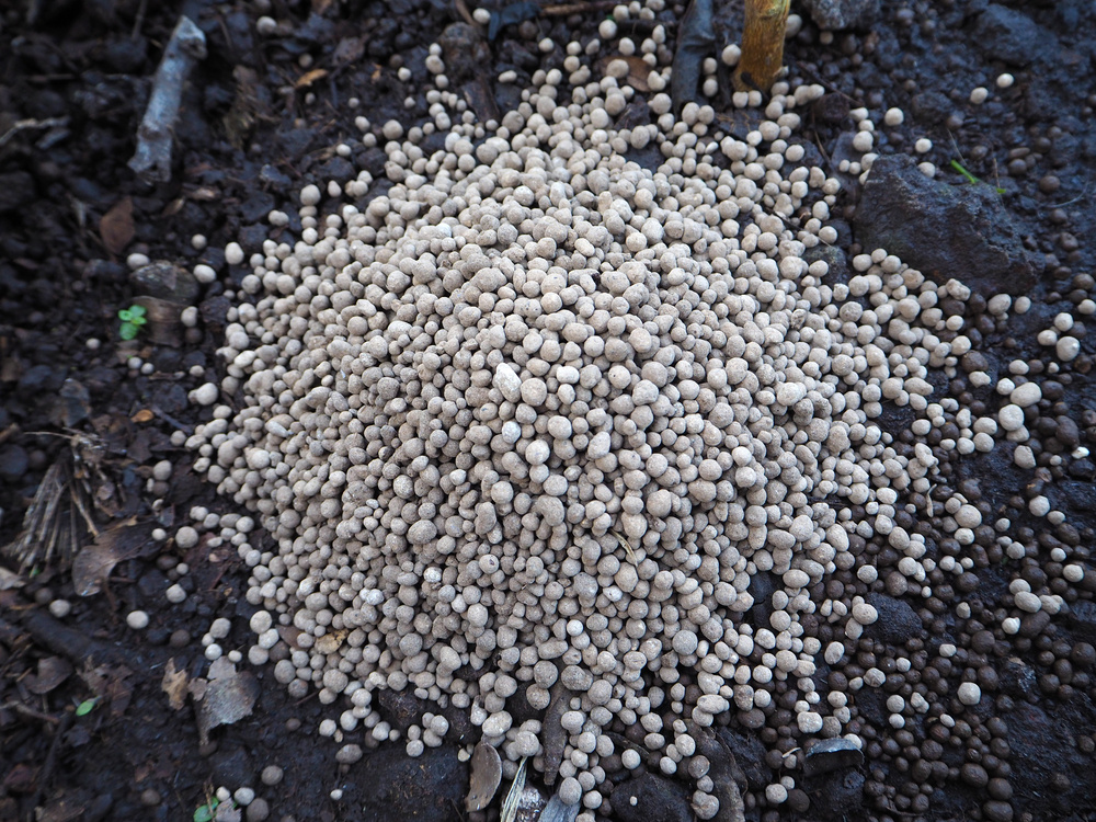 Источник фото shutterstock.com