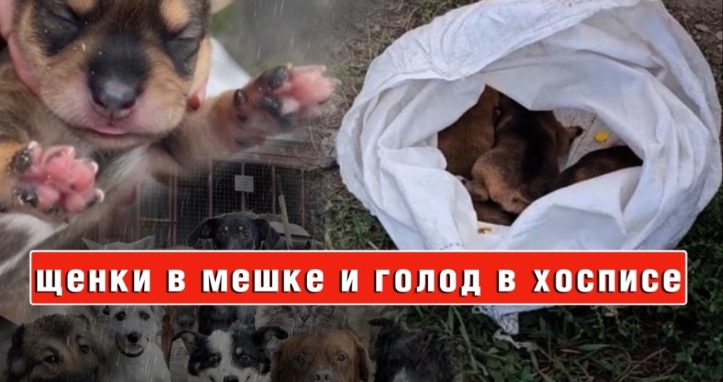 Новорожденные щенки в мешке, у нас НЕТ ВОЗМОЖНОСТИ им ПОМОЧЬ!