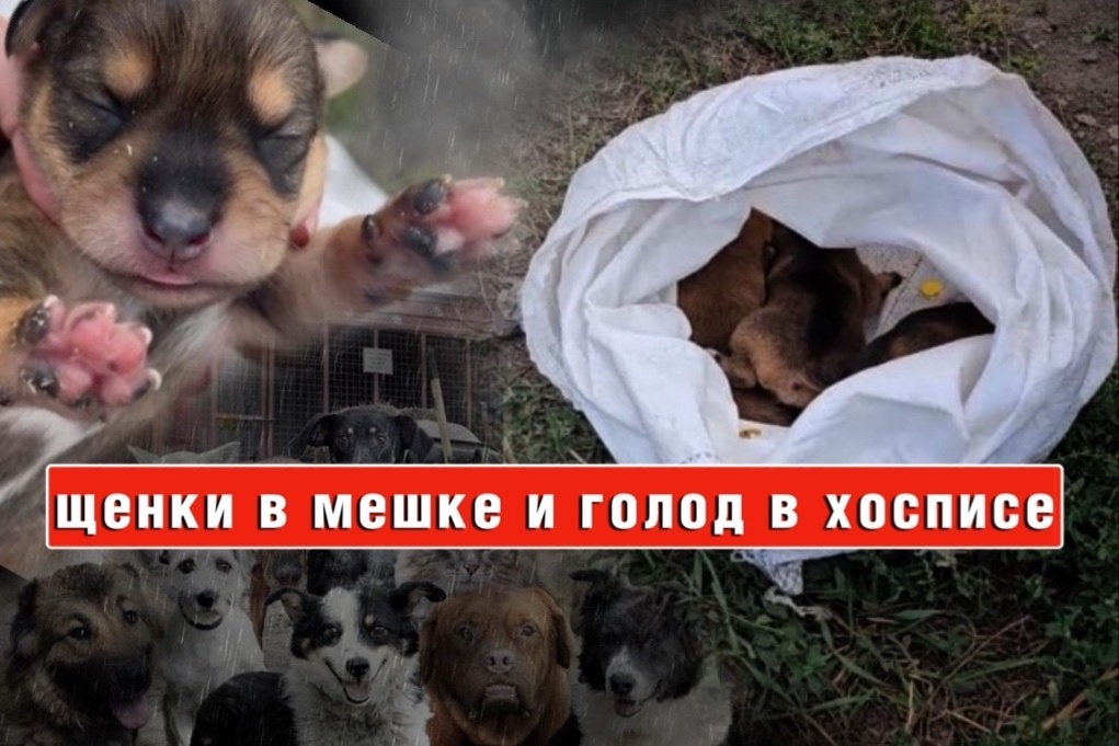 Хоспис карабкается из последних сил, НИЧЕГО НЕ ВЫХОДИТ!